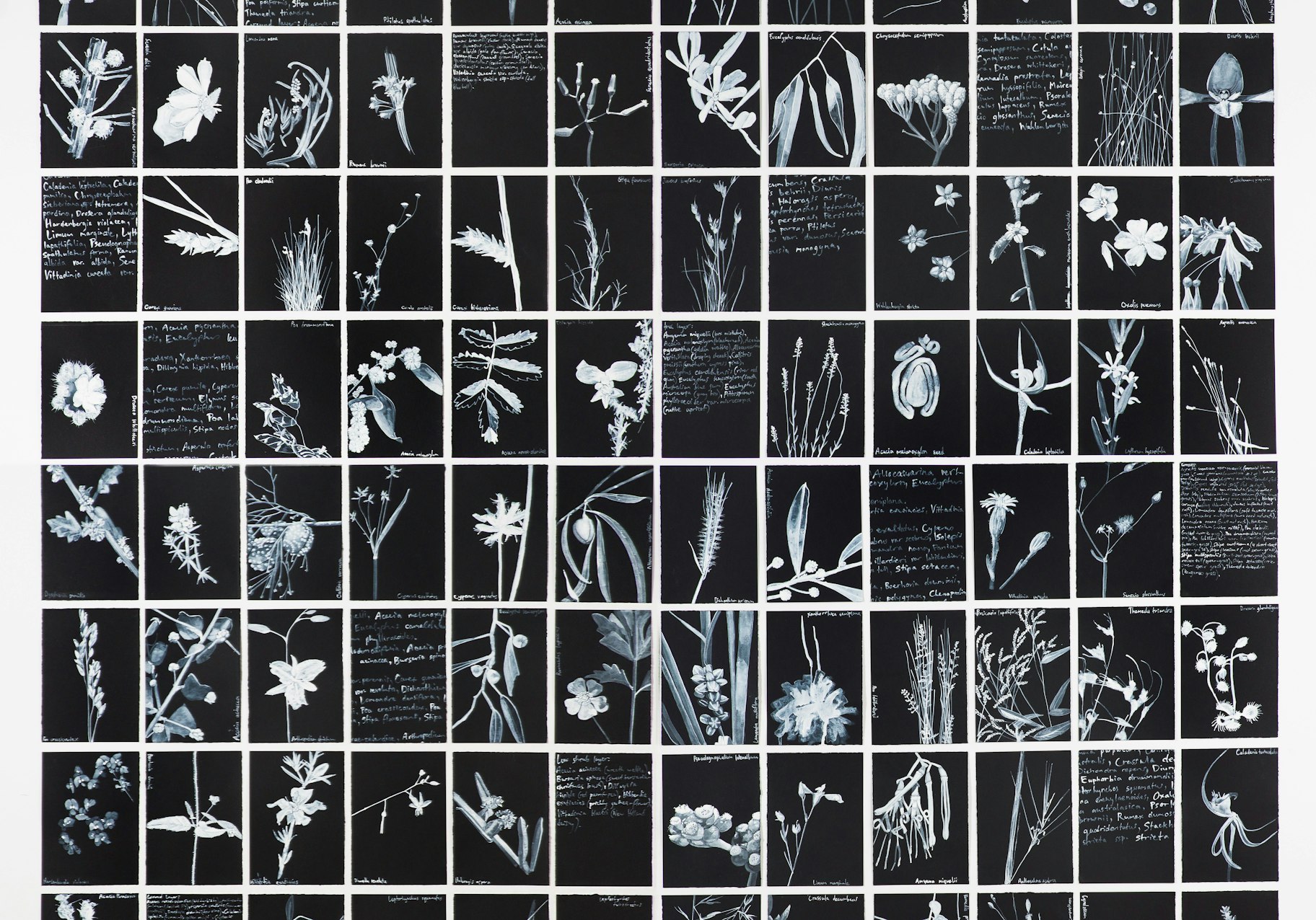 Memorial for Forgotten Plants - Adelaide CBD, 2018, Louise Flaherty, white ink on black paper, 162cm (W) x 148cm (H),